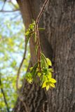 Juglans mandshurica