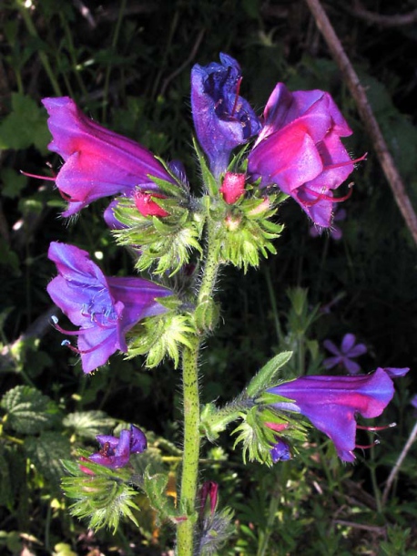 Изображение особи Echium plantagineum.