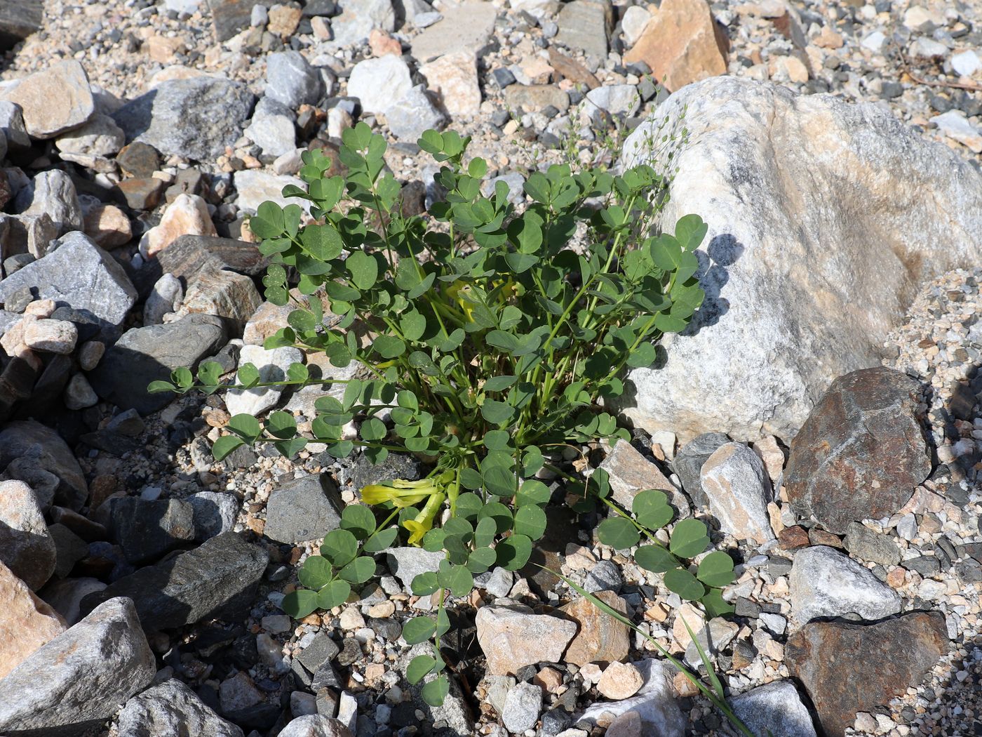 Image of Astragalus nuratensis specimen.