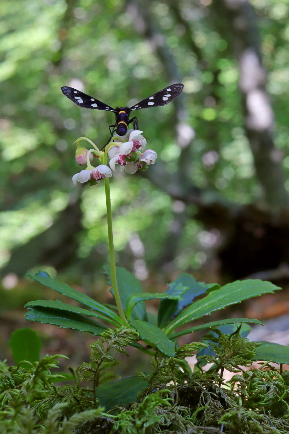 Image of Chimaphila umbellata specimen.