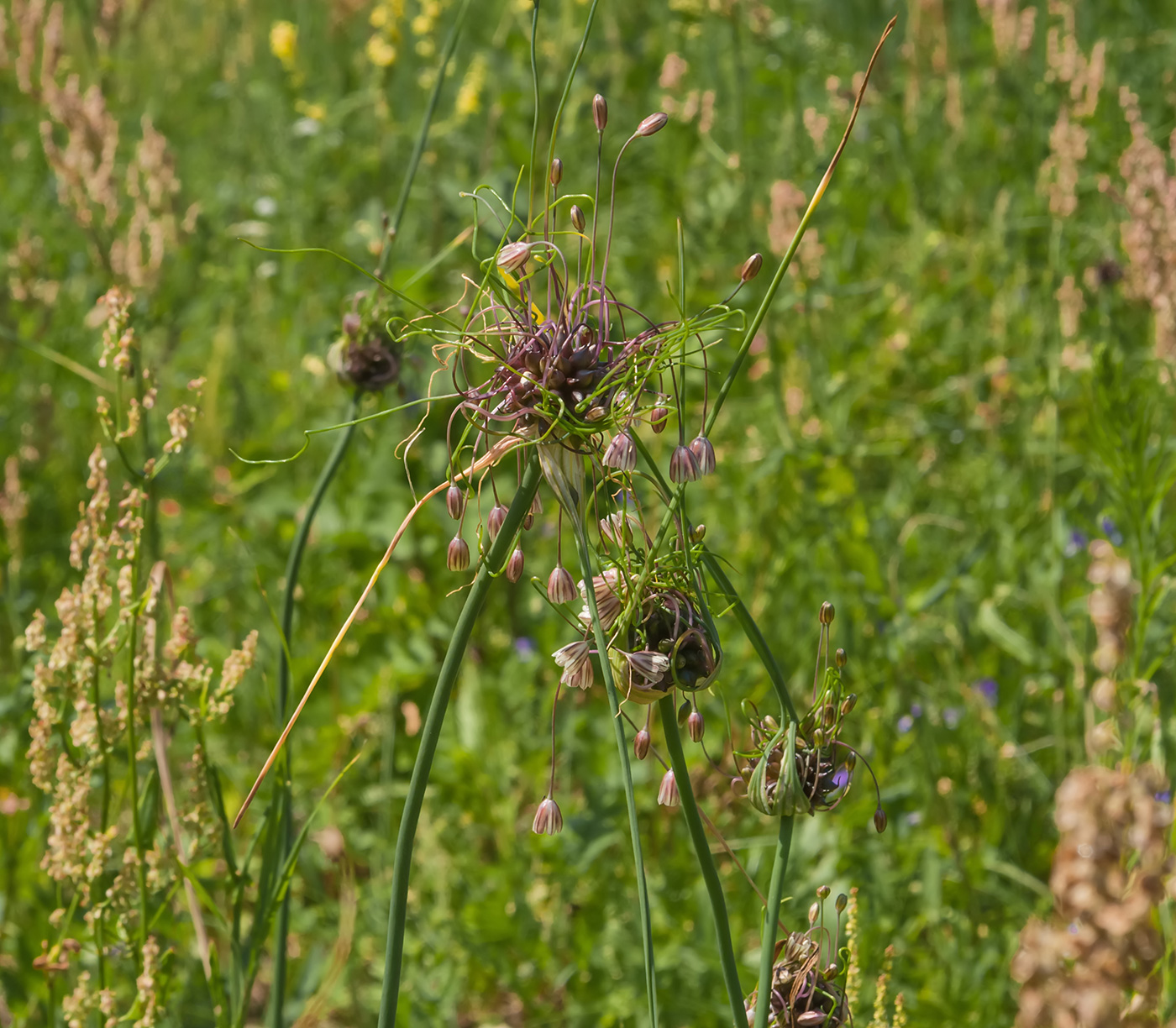 Изображение особи Allium oleraceum.