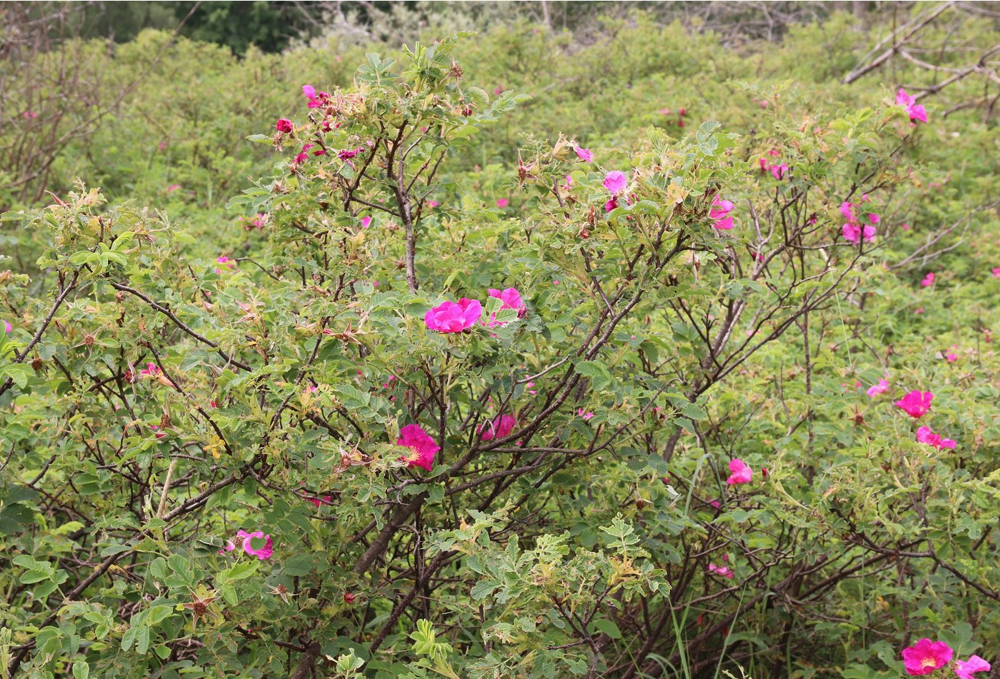 Image of Rosa &times; majorugosa specimen.