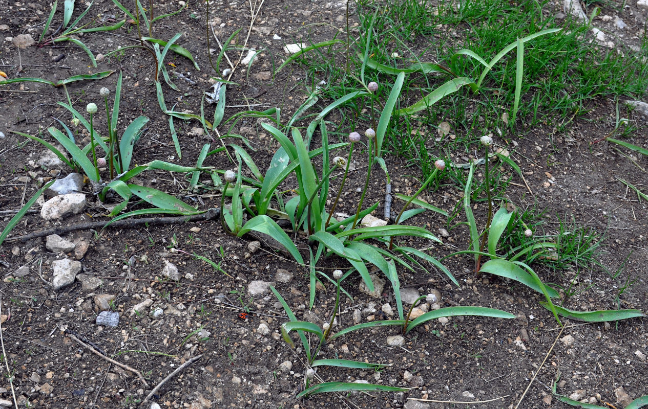 Изображение особи Allium tulipifolium.