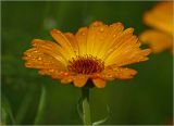 Calendula officinalis