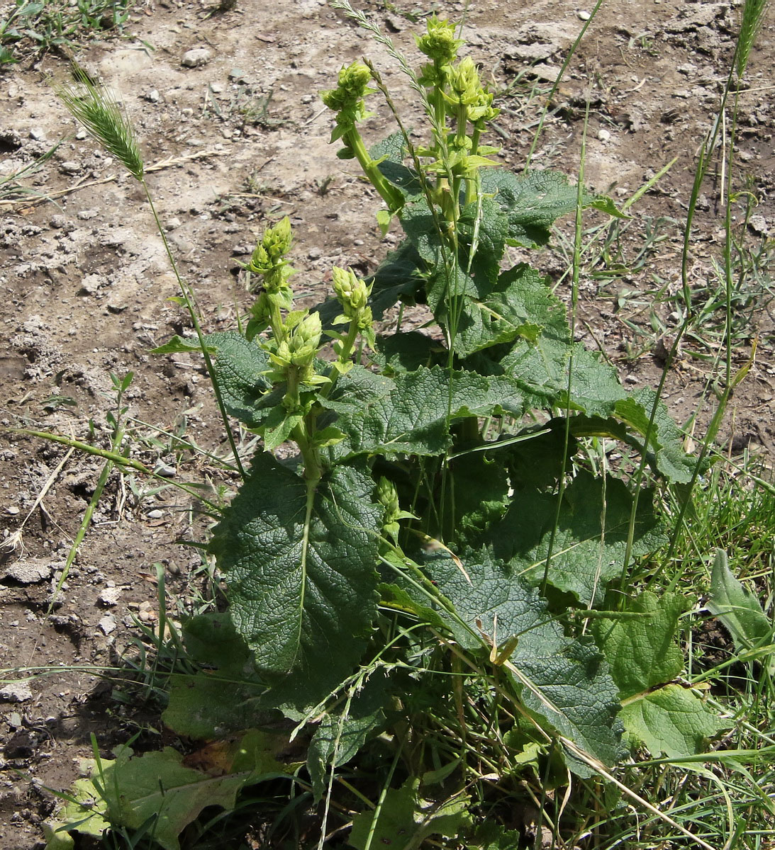 Image of Salvia sclarea specimen.