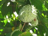 Annona squamosa