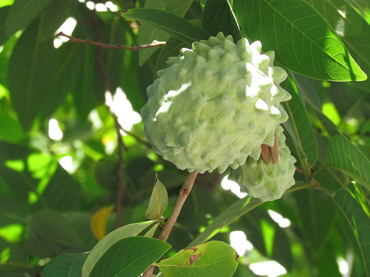 Изображение особи Annona squamosa.