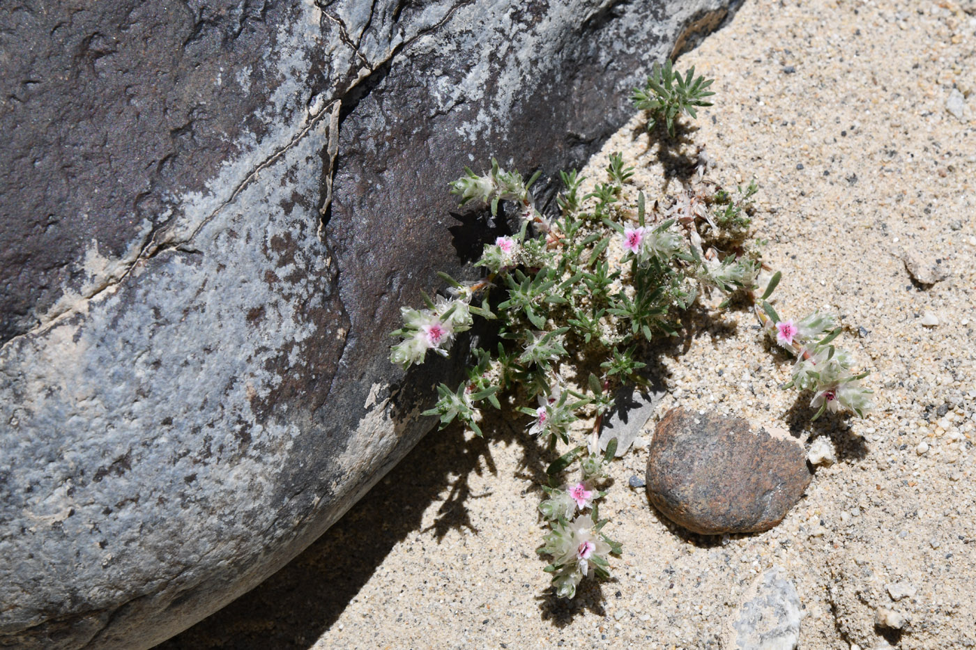 Изображение особи Polygonum molliiforme.