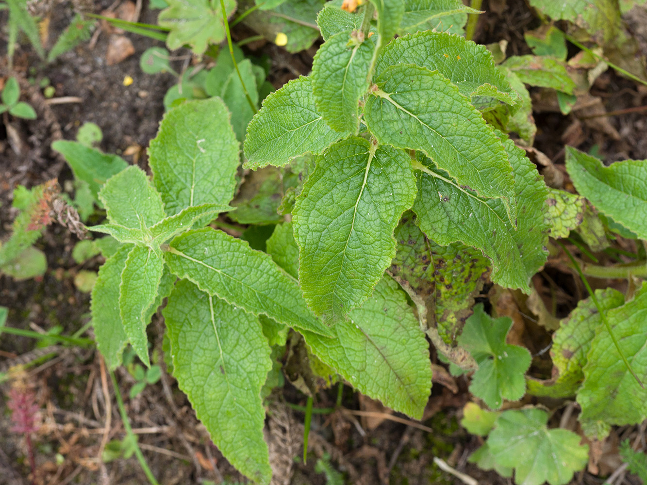 Image of Verbascum wilhelmsianum specimen.