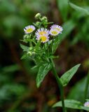 Erigeron strigosus. Верхушка побега с соцветиями. Китай, провинция Гуанси, рисовые террасы Лунцзи, у дороги. 30.05.2024.