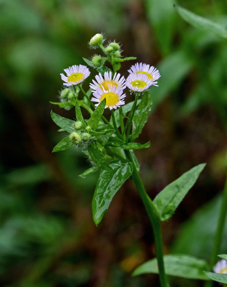 Изображение особи Erigeron strigosus.