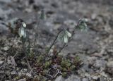 Onosma tenuiflora. Цветущее растение и побеги Sedum. Грузия, край Квемо Картли, Тетрицкаройский муниципалитет, окр. села Гохнари, выс. 1500 м, луг. 5 мая 2019 г.