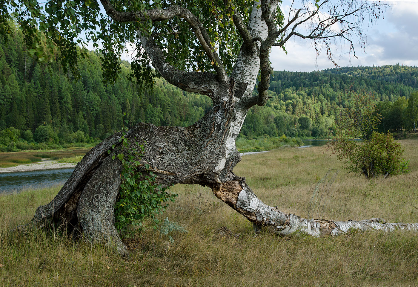 Image of Betula pendula specimen.