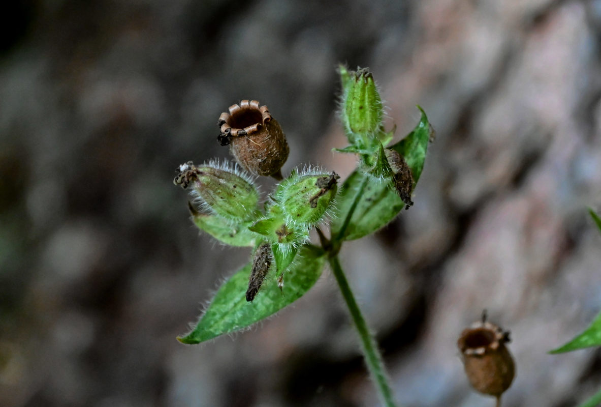 Image of Melandrium dioicum specimen.