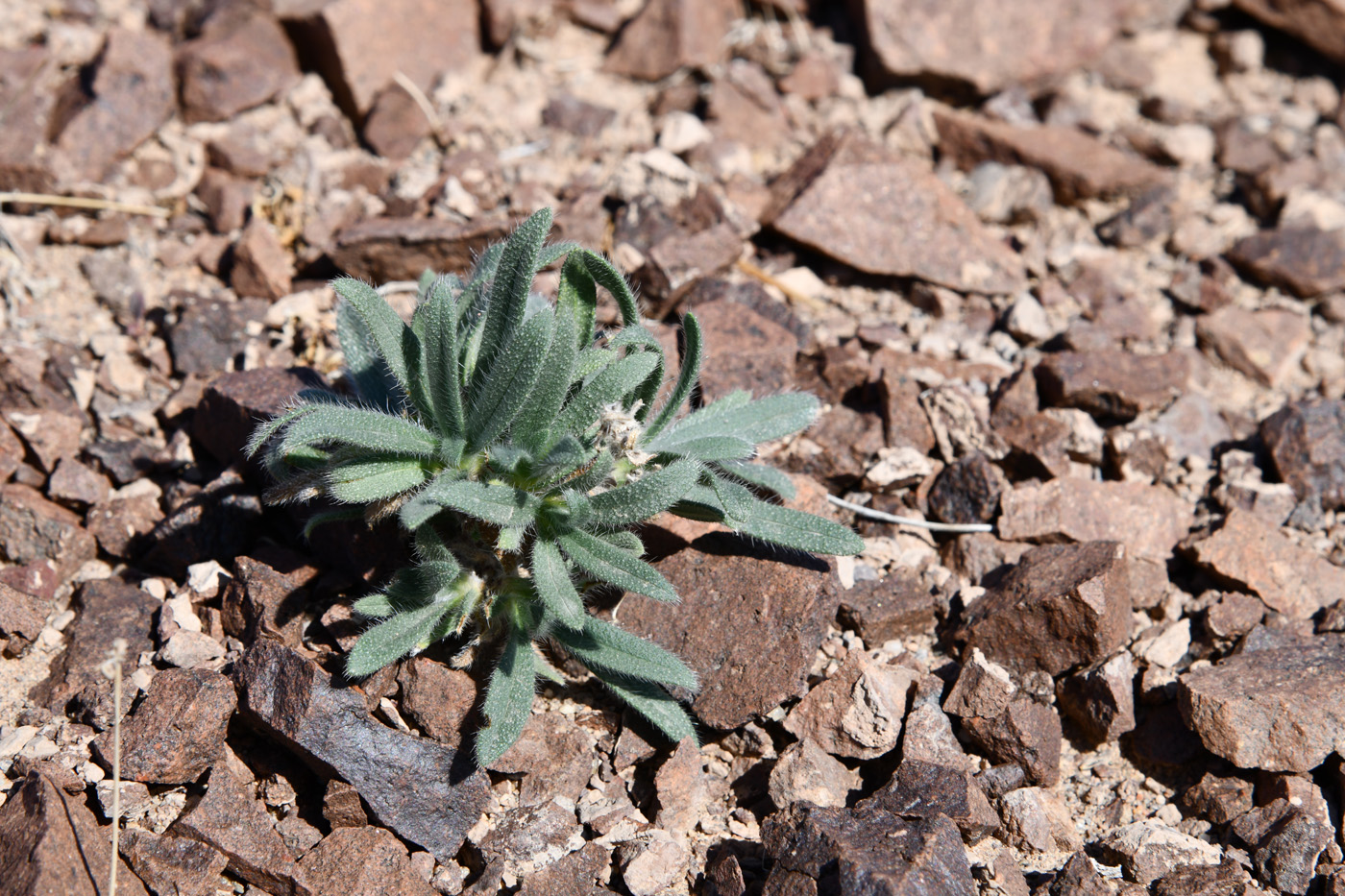 Image of Arnebia guttata specimen.