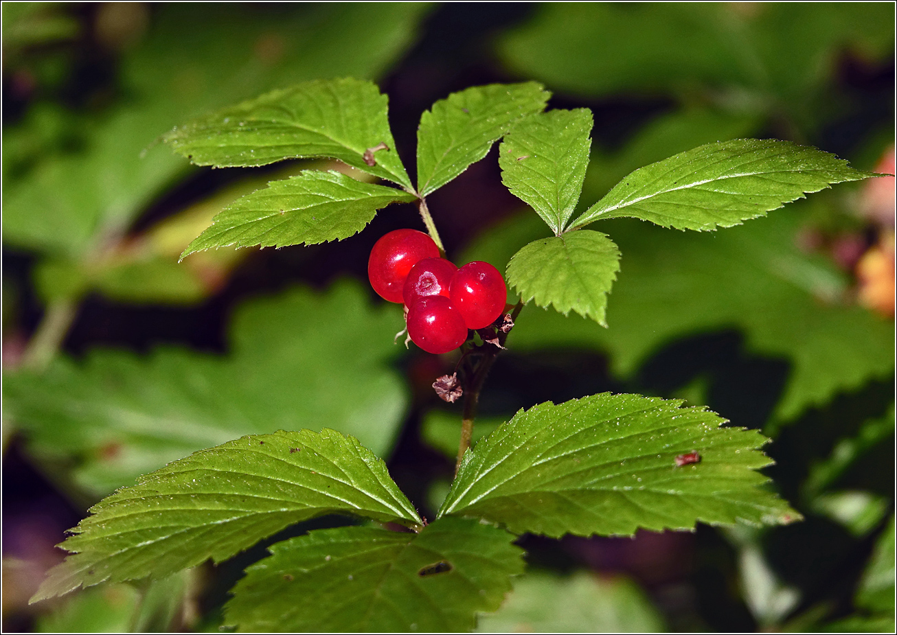 Изображение особи Rubus saxatilis.