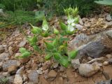 Cerastium inflatum. Цветущее растение. Казахстан, Туркестанская обл., Сырдарья-Туркестанский государственный региональный природный парк, Боралдайский филиал, ≈ 1350 м н.у.м., сообщество петрофитов. 17.05.2024.