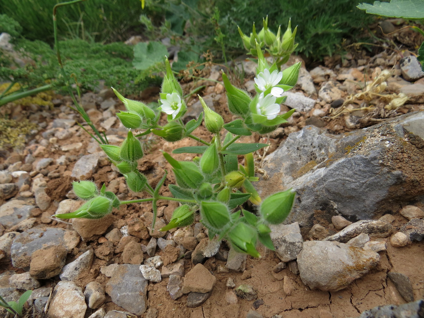 Image of Cerastium inflatum specimen.