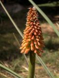 Kniphofia uvaria. Верхушка побега с бутонизирующим соцветием. Крым, Южный Берег, городской округ Ялта, Массандровский парк. 29.05.2024.