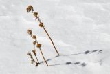 Phlomoides oreophila