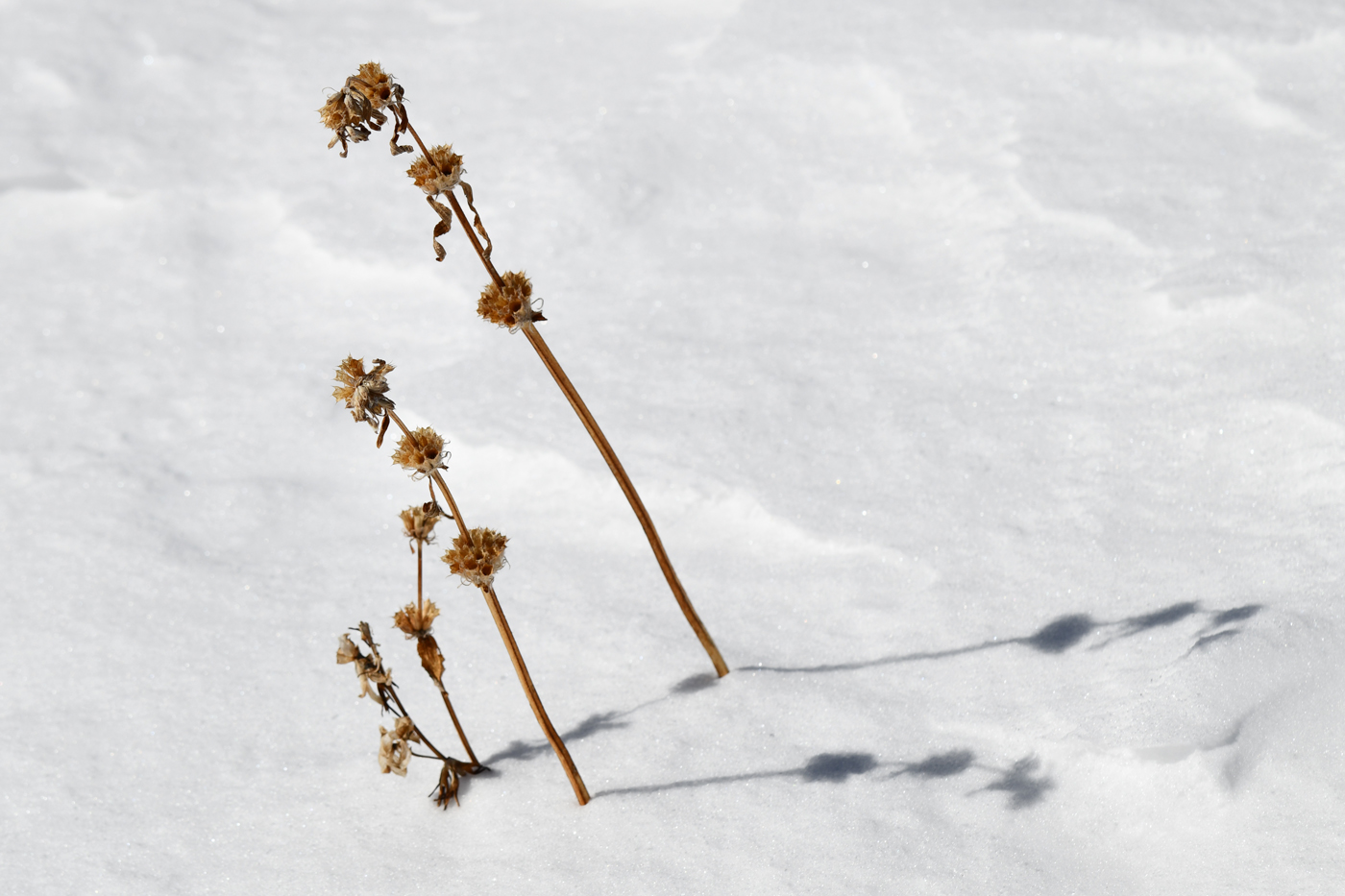 Image of Phlomoides oreophila specimen.