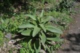 genus Verbascum. Вегетирующее растение. Грузия, Самцхе-Джавахети, г. Боржоми, окр. Серных бассейнов, окр. ур. Колесо \"Плато\", лес. 28 мая 2018 г.