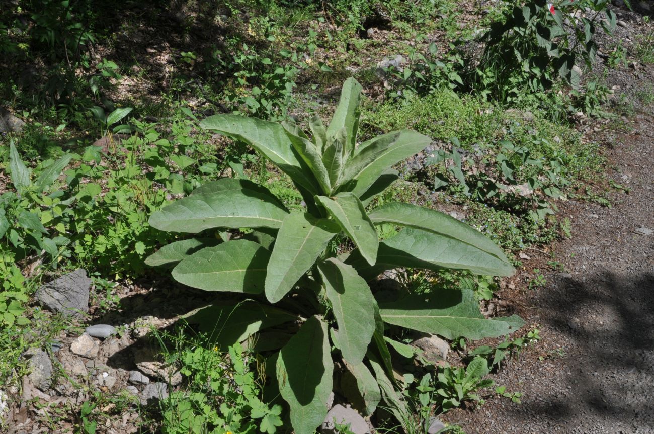 Изображение особи род Verbascum.