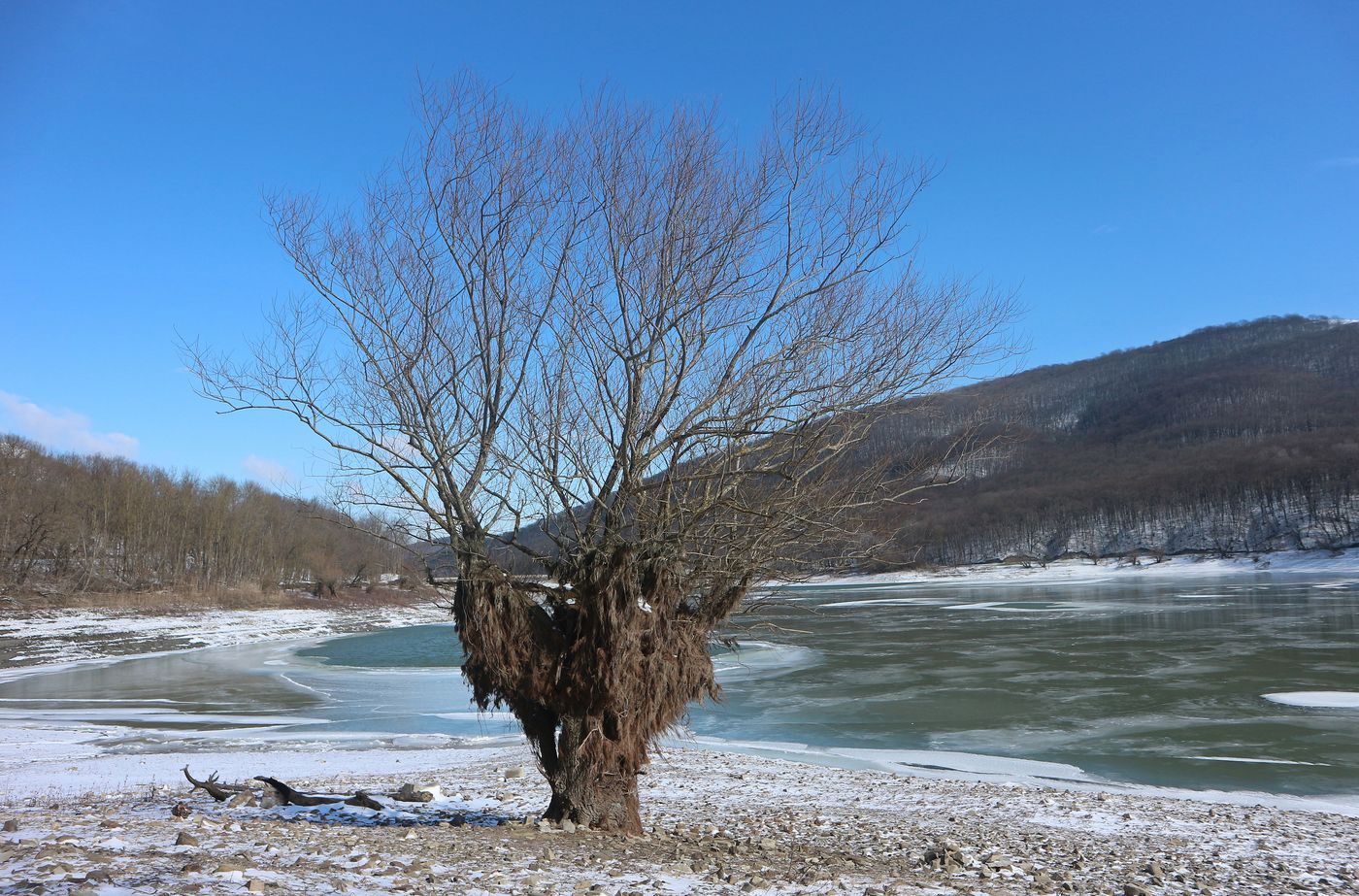Image of genus Salix specimen.