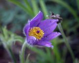Pulsatilla patens. Цветок (повторное цветение). Пермский край, г. Пермь, Кировский р-н, прилегающий к песчаному карьеру сосновый бор. 03.08.2024.