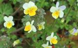 genus Viola