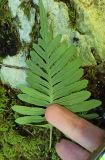 genus Polypodium