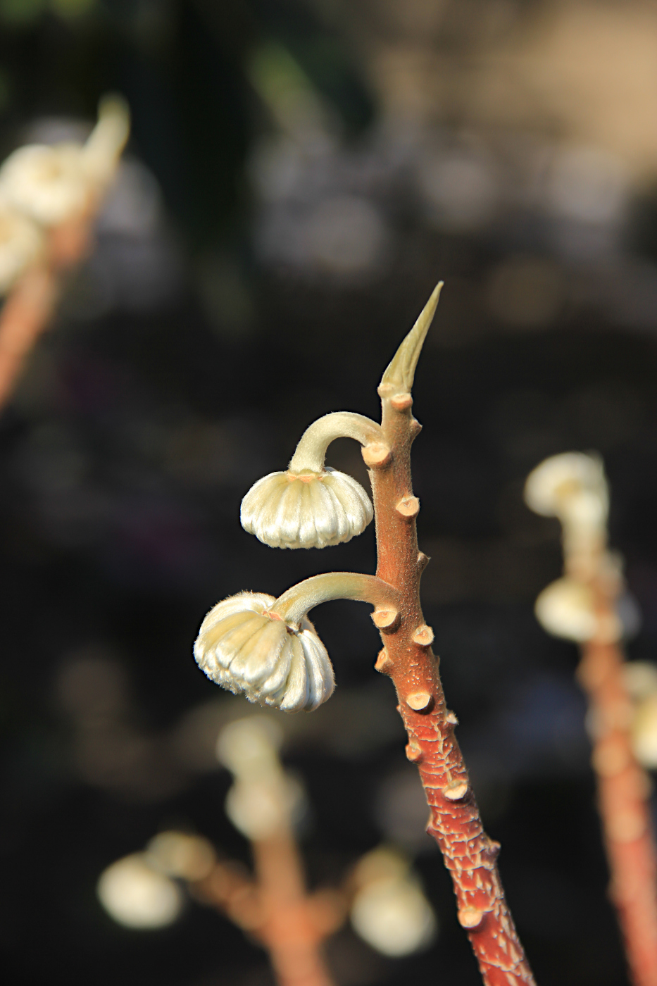 Изображение особи Edgeworthia chrysantha.