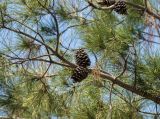 View full-size image Pinus eldarica