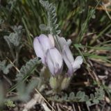 View full-size image Astragalus sareptanus