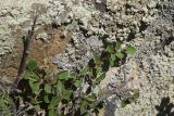 View full-size image genus Cotoneaster