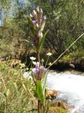 Смотреть изображение Gentianella turkestanorum