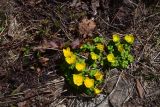 View full-size image Trollius ranunculinus