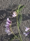 View full-size image Vicia nissoliana