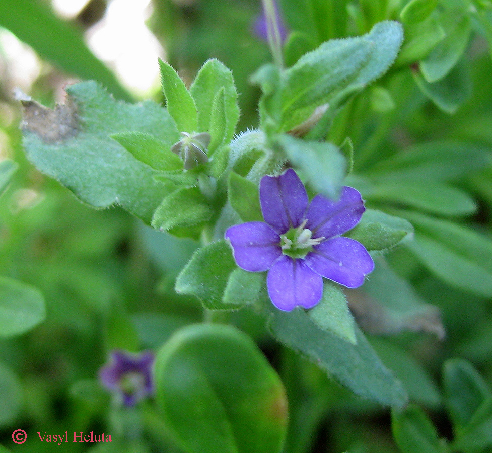 Image of Legousia hybrida specimen.