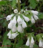 Symphytum tauricum. Соцветие. Крым, в горах между Приветным и Белогорском. 12 мая 2011 г.