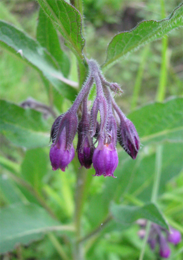 Image of Symphytum officinale specimen.