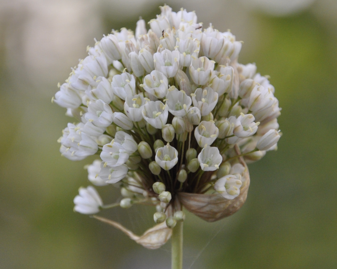 Изображение особи Allium pallens ssp. coppoleri.