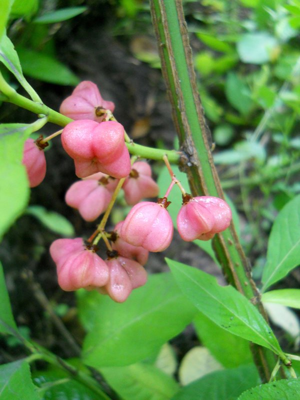 Изображение особи Euonymus europaeus.