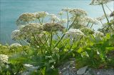 Heracleum stevenii. Цветущие растения. Черноморское побережье Кавказа, Новороссийск, близ мыса Шесхарис, щебнистый склон. 21 мая 2009 г.