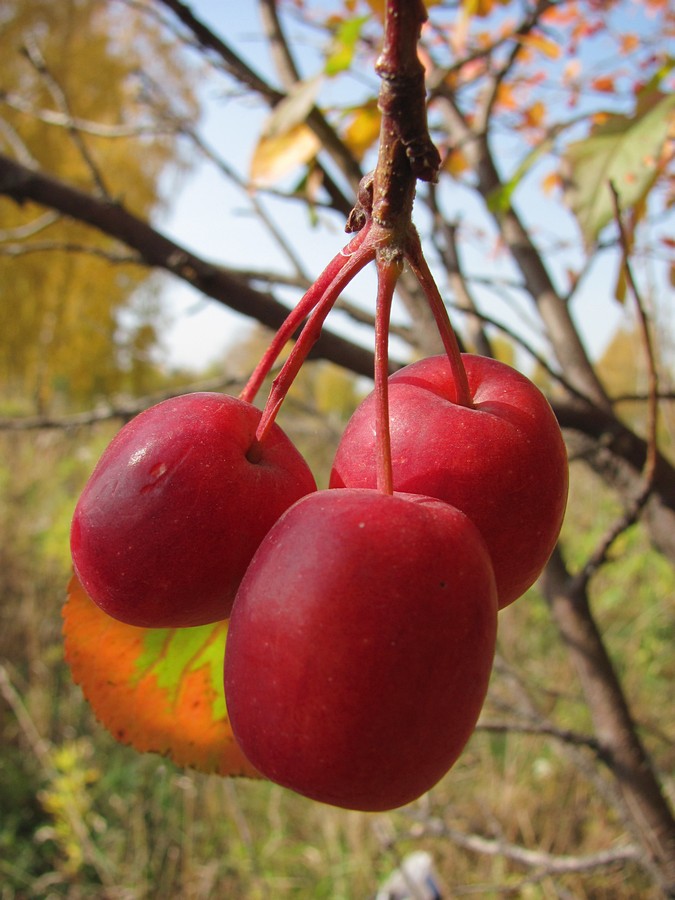 Image of Malus &times; robusta specimen.