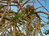 Calotropis procera