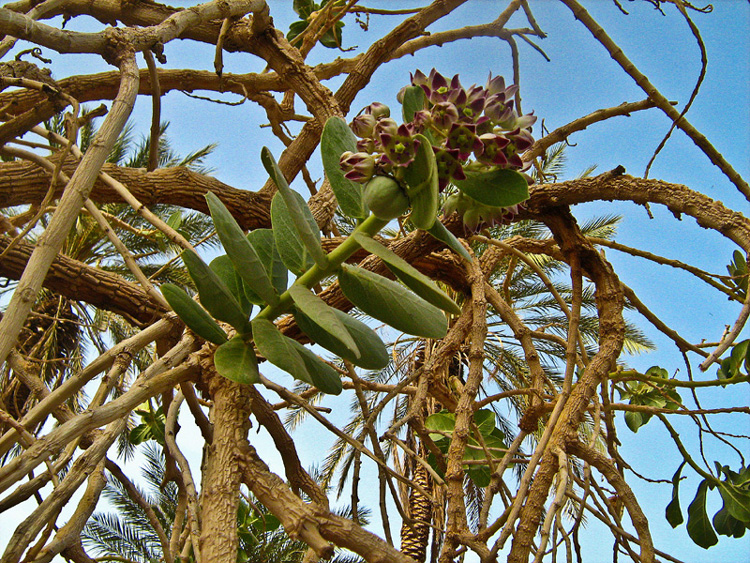 Image of Calotropis procera specimen.