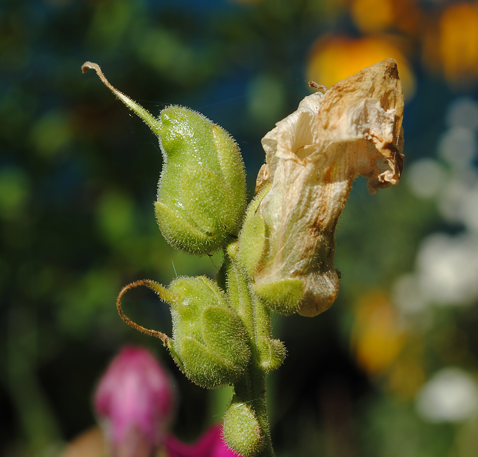 Изображение особи Antirrhinum majus.