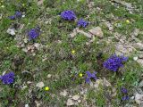 Gentiana dshimilensis