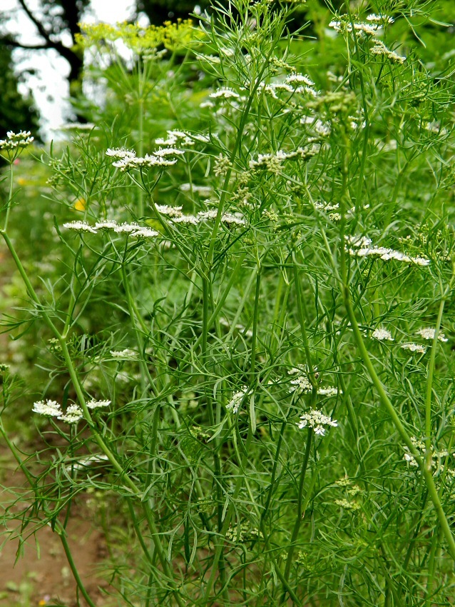 Изображение особи Coriandrum sativum.